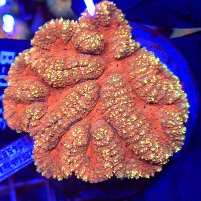 Lobophyllia Rainbow Orange/Yellow WYSIWYG #B0336