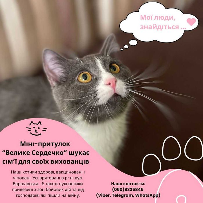 Віддам котів в добрі руки