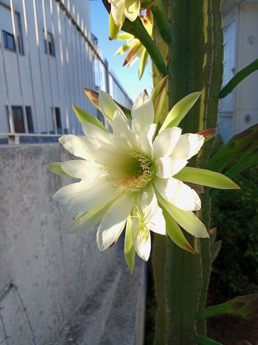 Cacto Mandacaru 13 anos (4m)