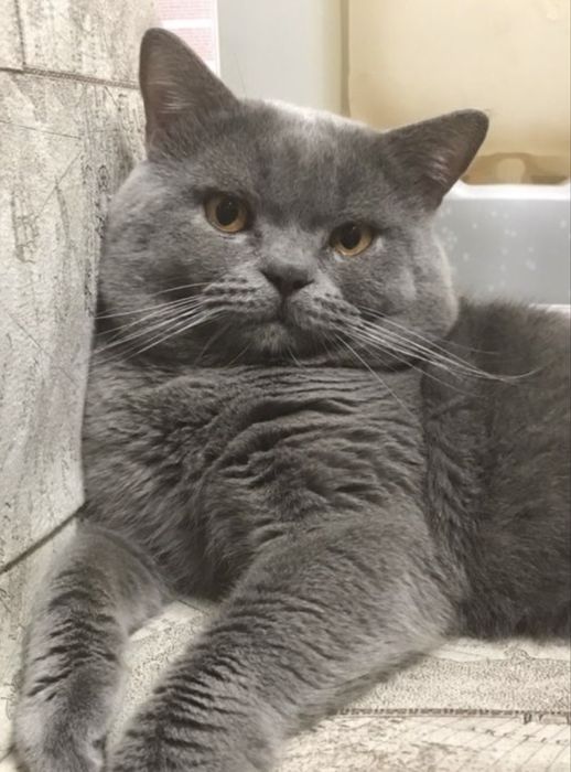 Чистокровні шотландські висловухі кошенята Scottish Fold
