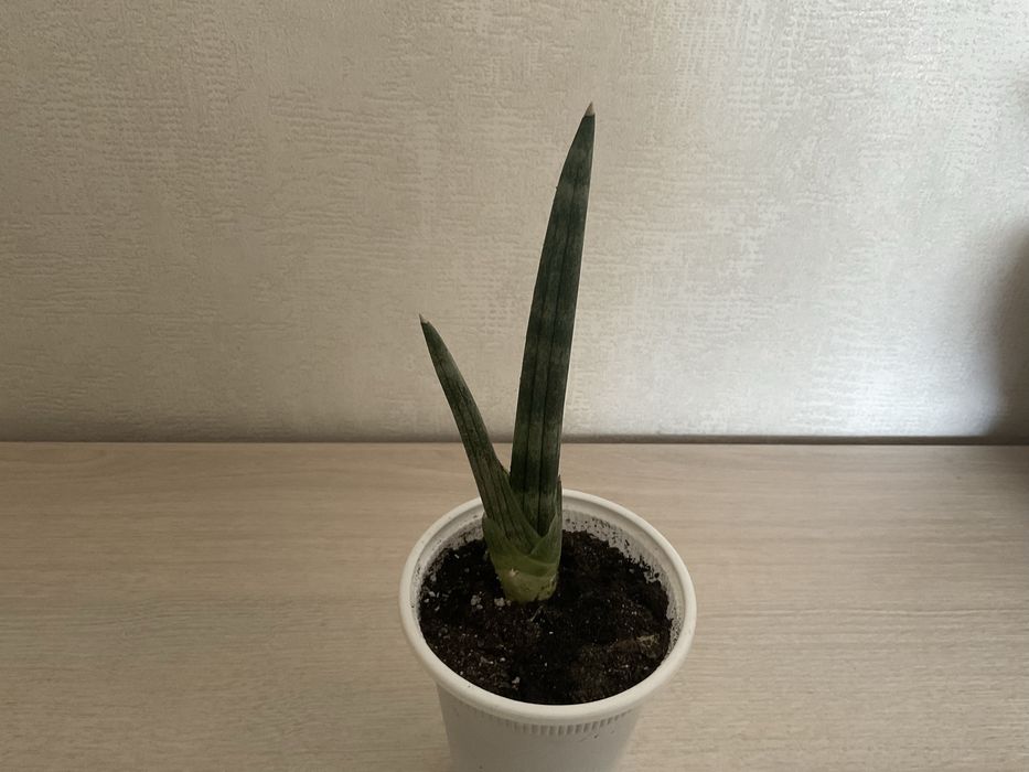 Сансевиерия Тиара платинум, ханни Крем