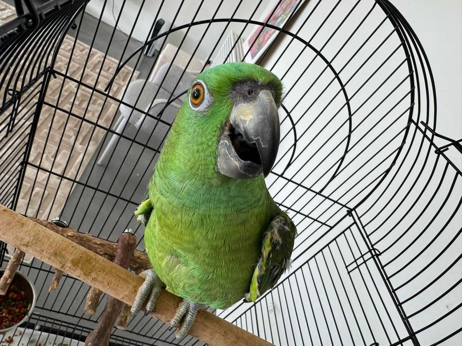 Papagaio Amazona de nuca amarela (macho), com 10 meses de idade