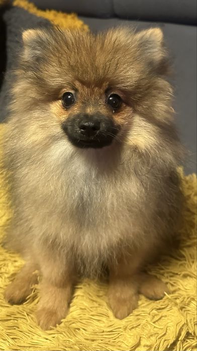 Pomeranian miniaturka