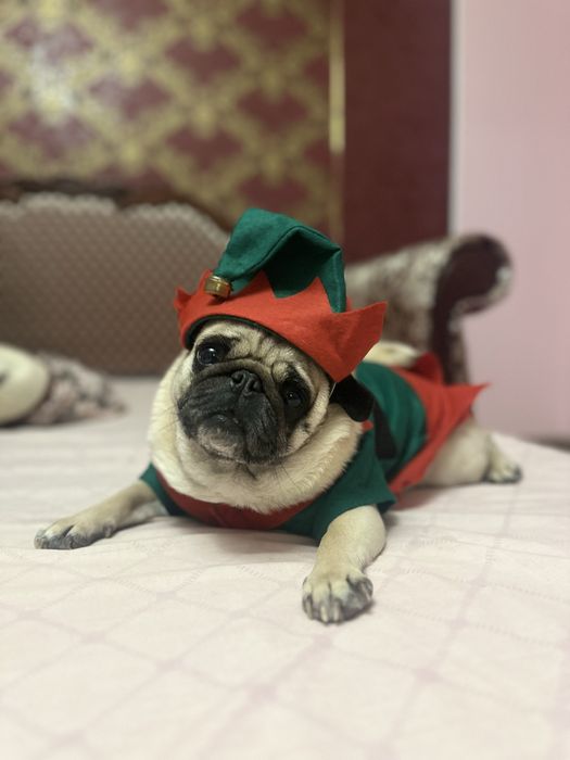 Костюм новорічний для собаки, костюм для собаки ельф