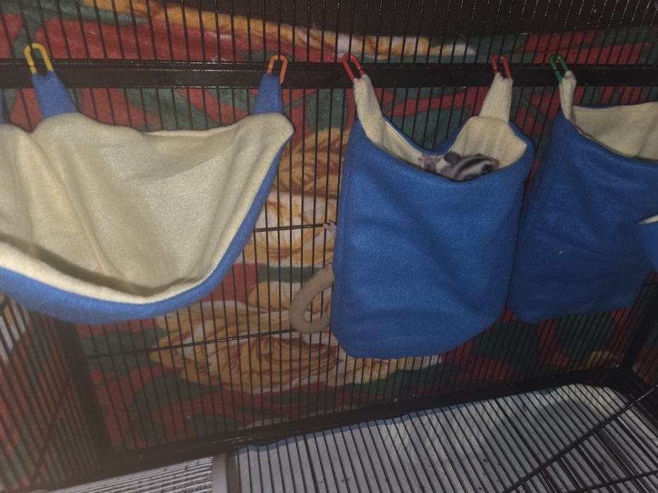Set completo para petauros