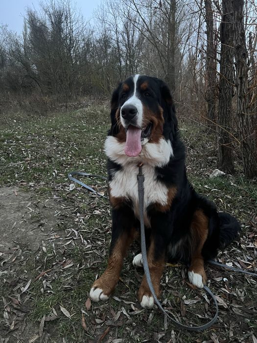 Чудові дівчинка бернського зенненхунда з документами КСУ