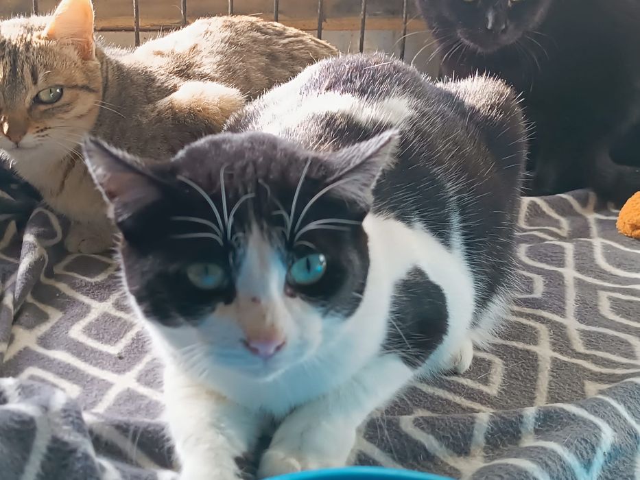 Gato Juvenil já castrado para Adoção!