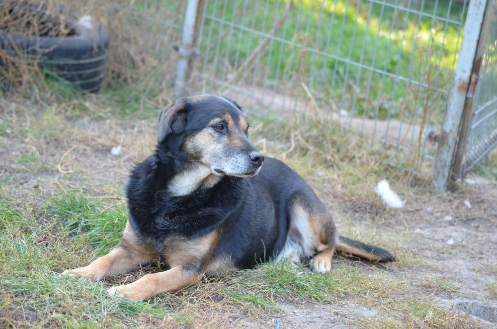 Borus szuka kochającego domu