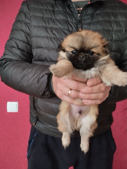 Продам цуценят Пекінесиків