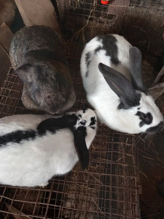Króliki młode, samice, samce, tuszki