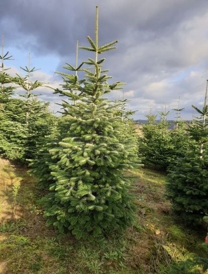 Jodła Kaukaska z własnej plantacju