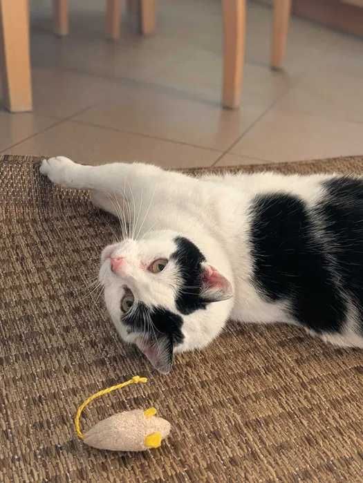 Kochana, rozgadana Kaja szuka domu