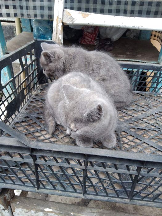 Киці в добрі руки