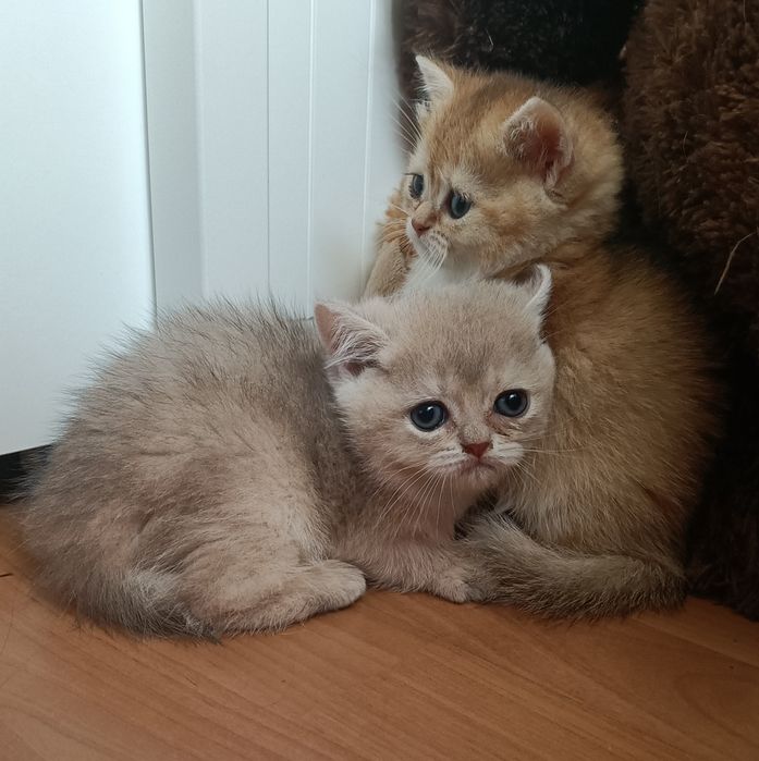 British Shorthair macho