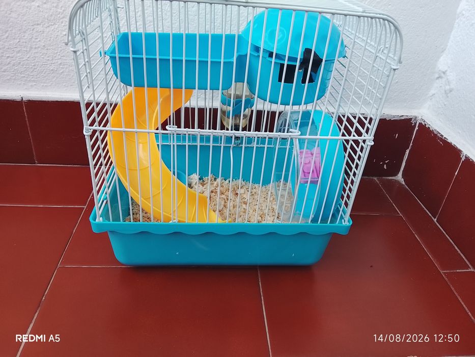 Camundongo/Rato pequeno com gaiola