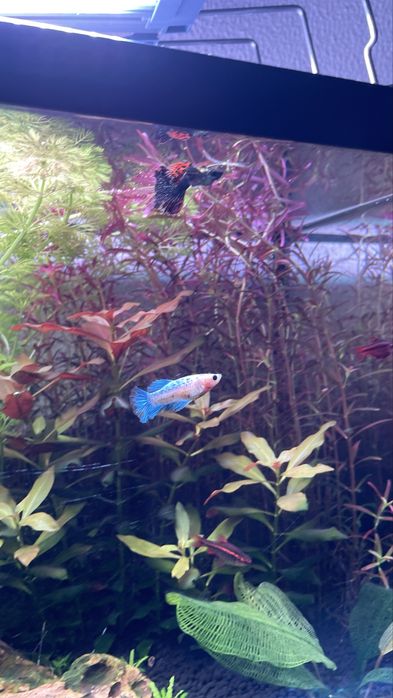 Betta Fêmea Azul e Branca  - Oferta de Plantas