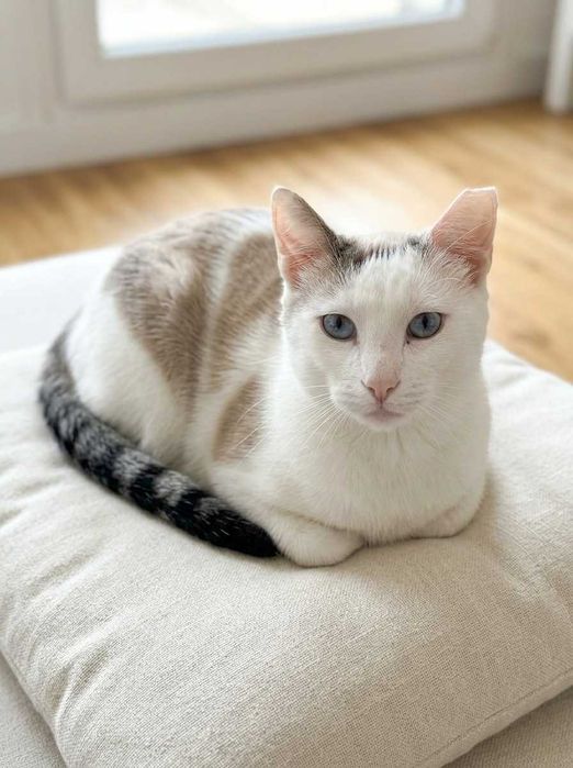 Setúbal e arredores / Margem Sul — SNOWY e FLOR, gatinhas para adoção