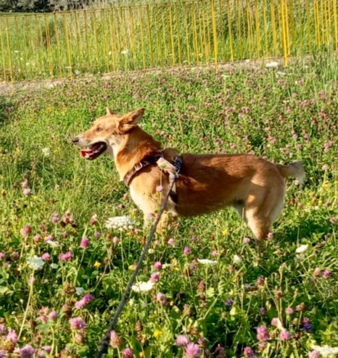 Jacuś gorąco poleca się do adopcji..