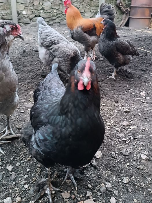 Ovos para incubação (Marans e Legorhn White)