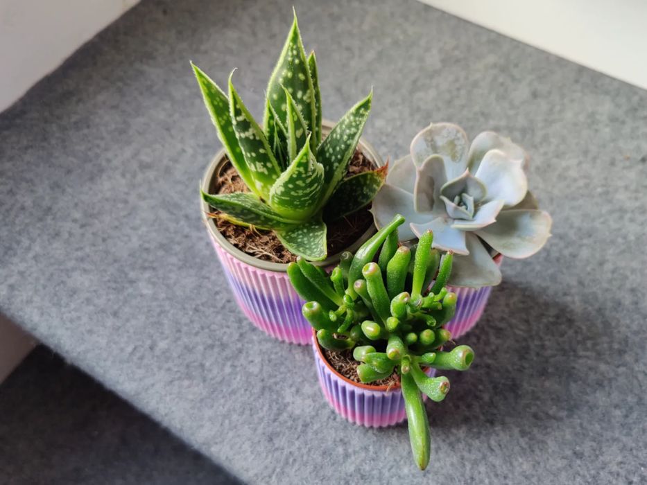 Vaso para Suculentas com Bandeja de Drenagem