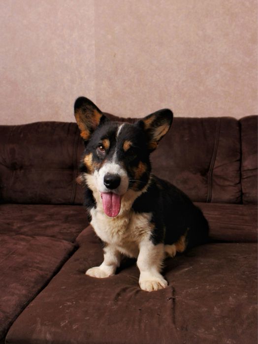 Вʼязка Вельш Коргі Кардиган КСУ cardigan corgi