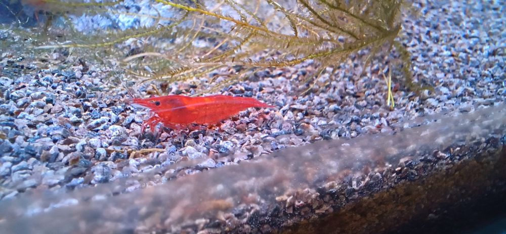 Krewetki red cherry neocaridina