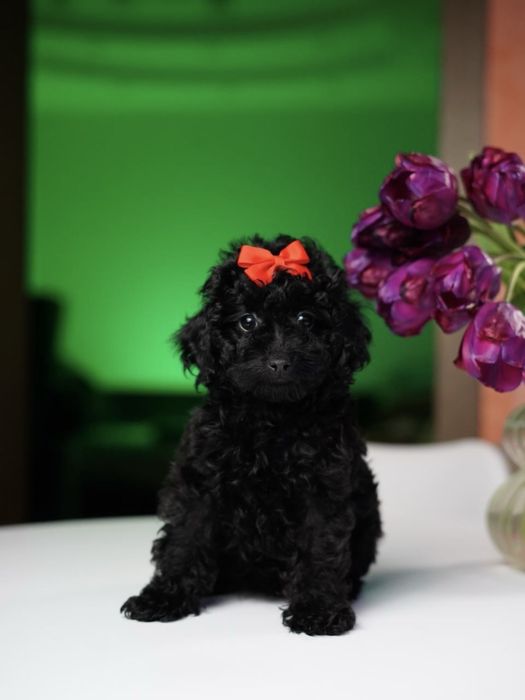 Хлопчик мальтіпу — добрий, грайливий та вихований