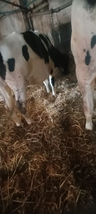 Sprzedam krowę mleczną