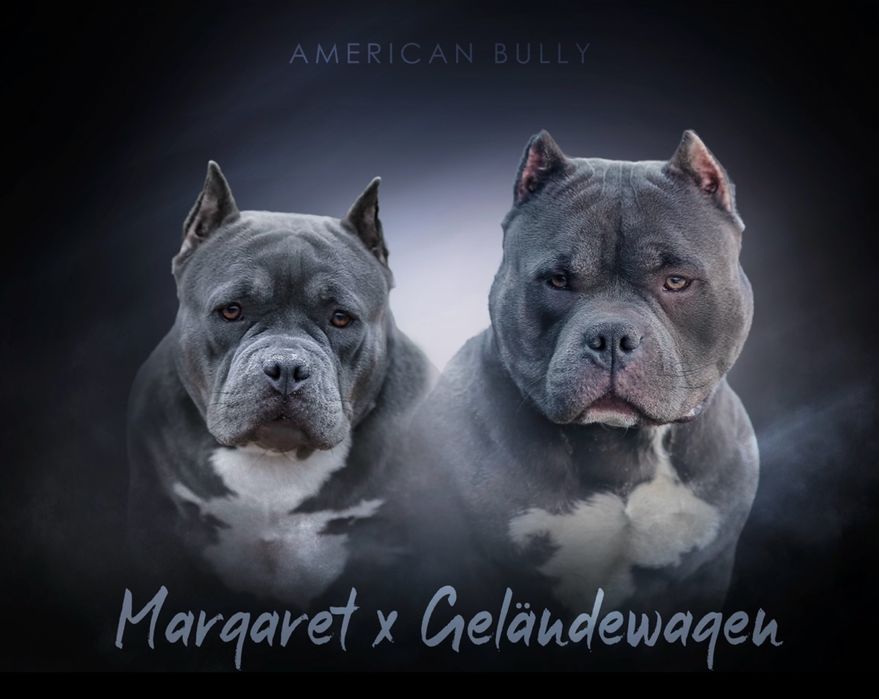 Ambully , Bully ,pocket