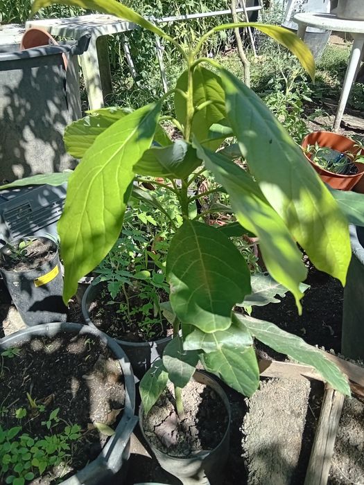 Vendo abacates para replantar.