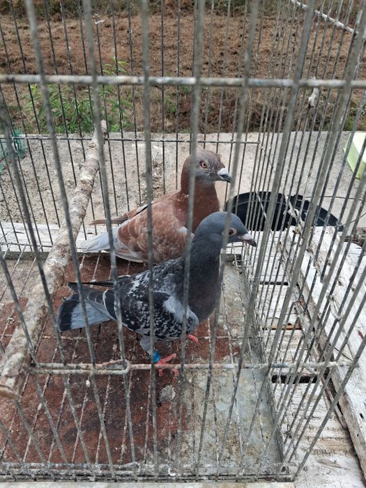 Pombas correias adultas