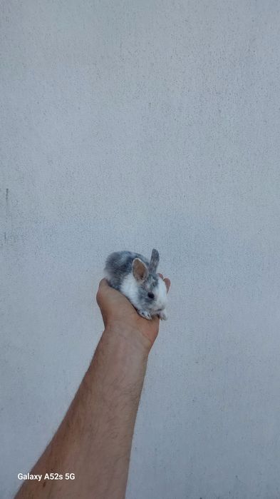 Coelhos anões  de qualidade