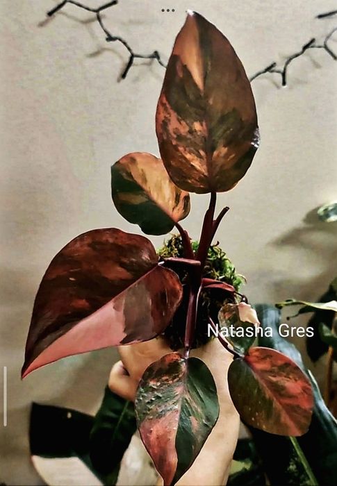 Rar!  Philodendron Fire Princess ( Tricolour) Філодендрон