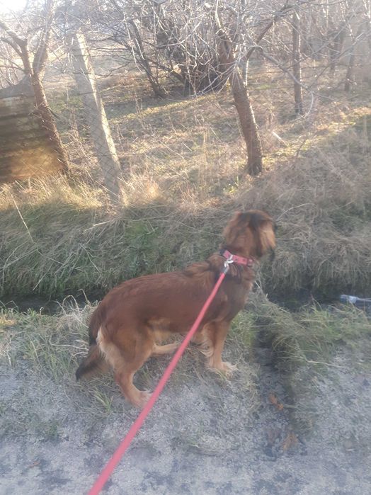 Oddam psa w dobre ręce