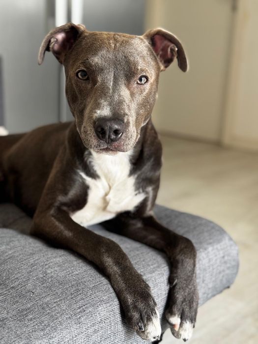 Shadow • AmStaff cruzado • Adoção responsável