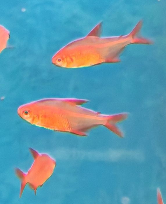 Tetra hyphessobrycon red cherry muzel rarytas Aquafizz Creative el