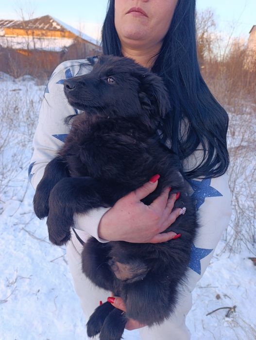 Цуценя чорне  буде середній щенок собака