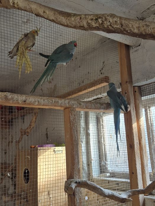 Aleksandretta obrożna