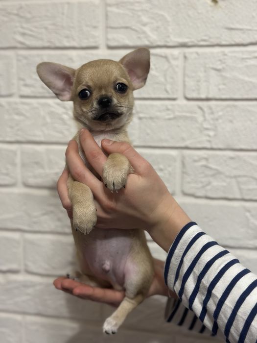 Продам,чіхуахуа .