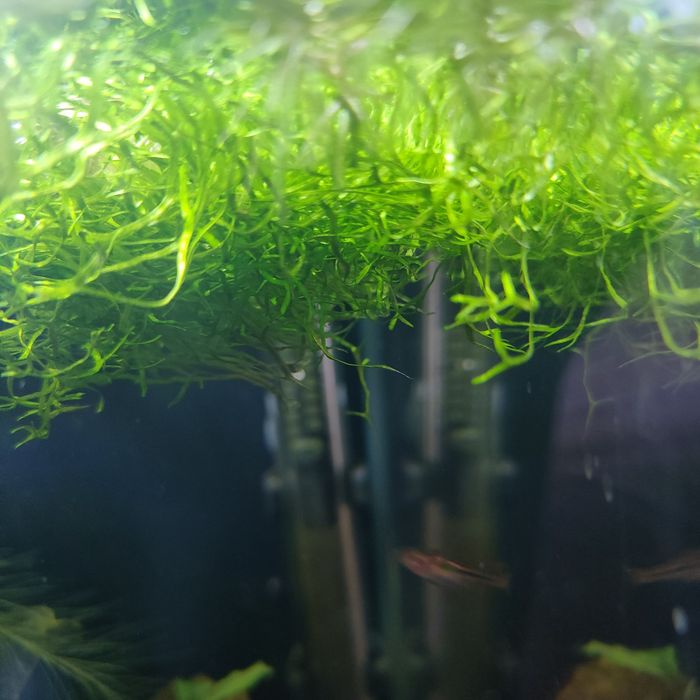 Wgłebka wodna , roślina pływająca