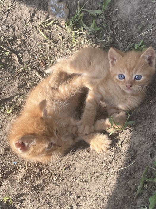 Шукаю родину для котиків