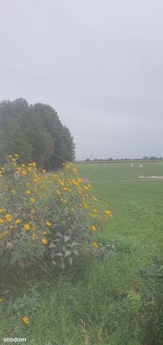 Działka, Ługi Ujskie