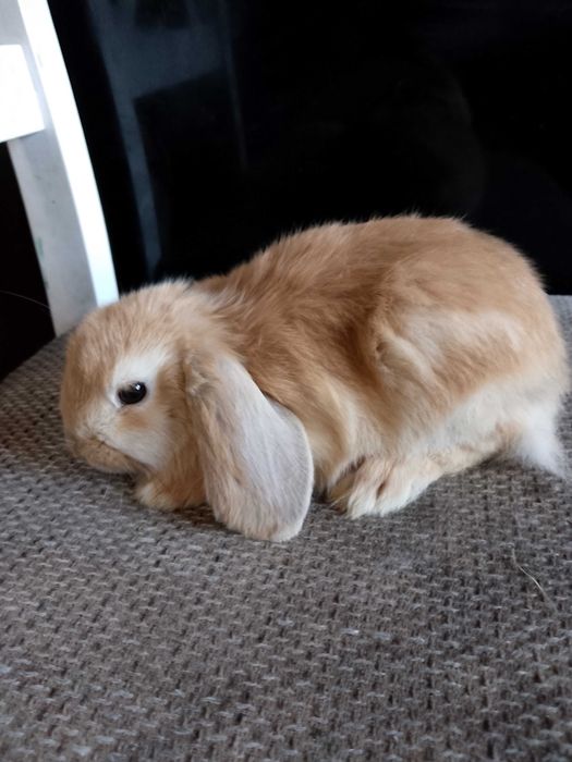 Króliczki miniaturki i mini lopki