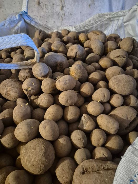Ziemniaki odpadowe 20gr. Za gnój obornik