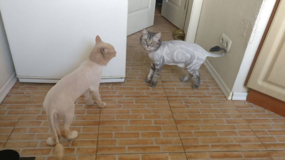 Грумер.Стрижка і вичісування котів  Виїзд на дім