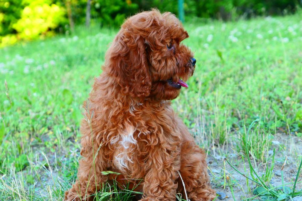Cockapoo-Piękna Suczka! Badania genetyczne!