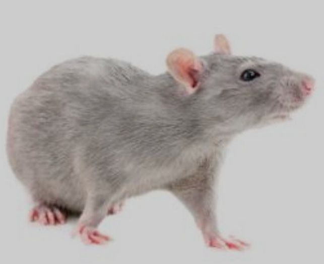 Домашні пацючки "Сріблясті норкові...