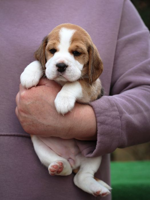 Бигль, щенки,заводчик , КСУ