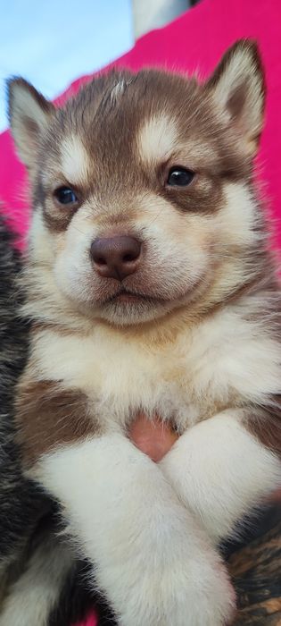 Хасочки - малючкі