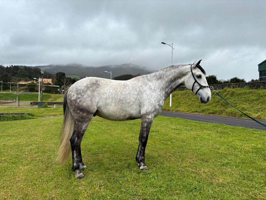 Cavalo PSL - 7 anos
